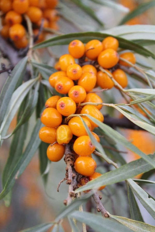 Are you aware of the multiple benefits of sea buckthorn?
